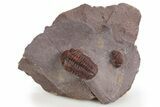 Prone Red Morocops Trilobite - Hmar Laghdad, Morocco #329732-2